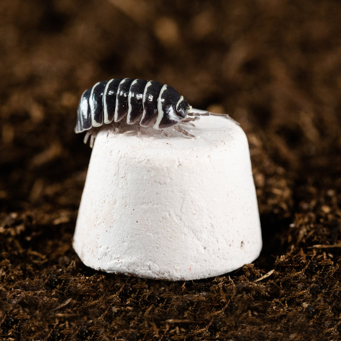 Zoo Med Creatures Isopod Banquet Block SM