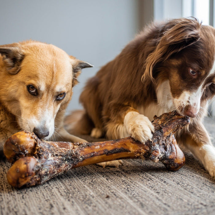 Bully Bunches Monster Femur Bone