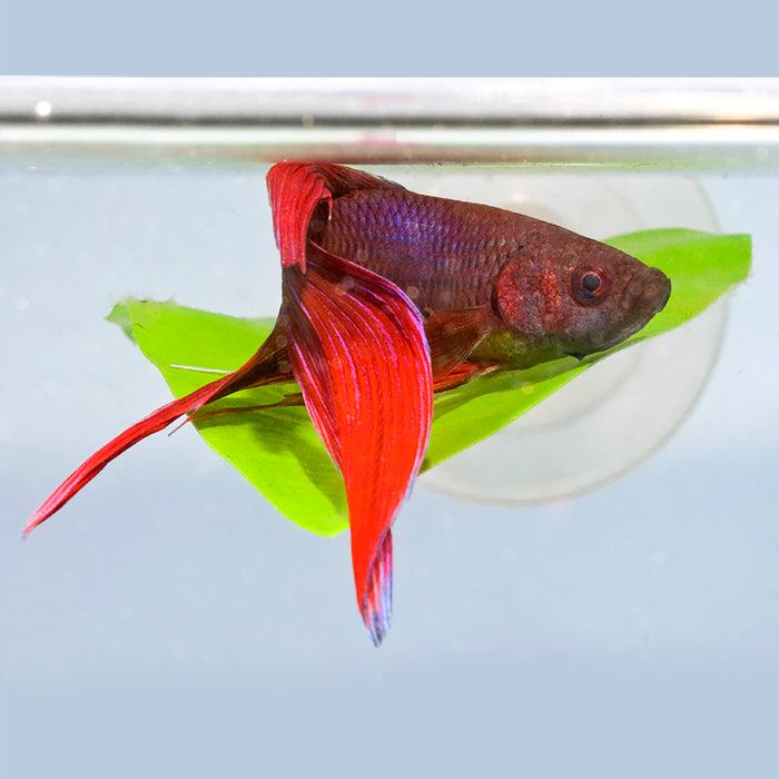 Zoo Med Betta Bed Leaf Hammock Green Standard