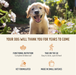 Health Extension Broth-Licious Chicken & Pumpkin in Bone Broth - Healthy Belly Recipe for Adult Dogs - 5 - Image 8