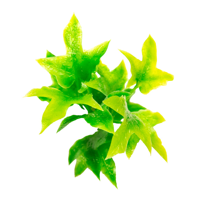 Zoo Med Natural Bush Congo Ivy Plants Green 14in SM