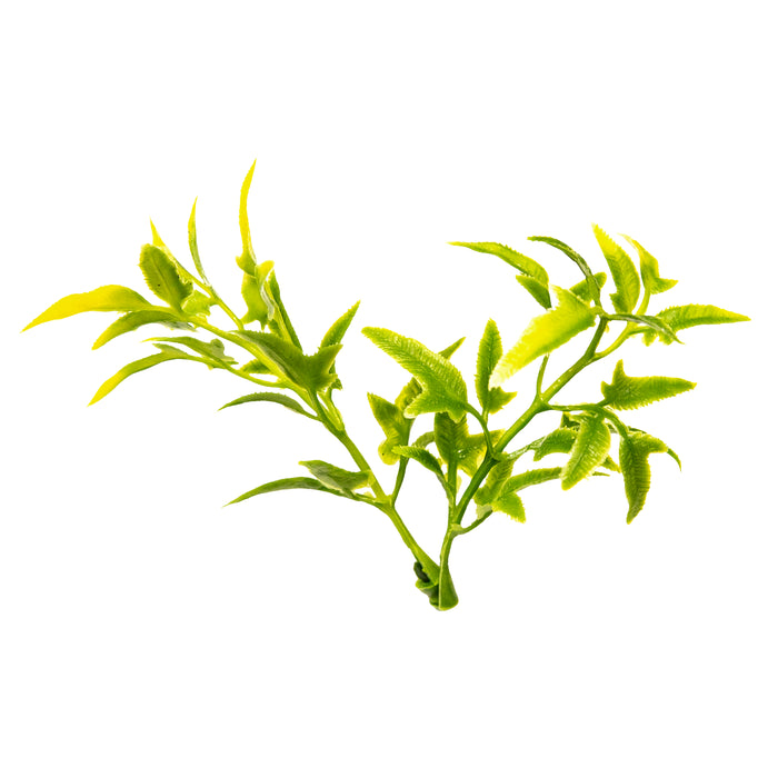 Zoo Med Natural Bush Bolivian Croton Plants Green 18in MD