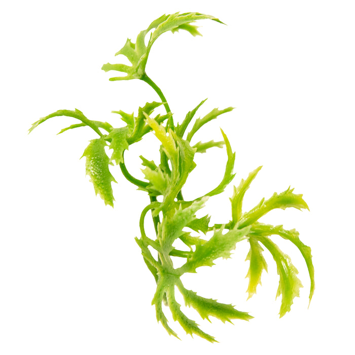 Zoo Med Natural Bush Cannabis Plants Green 22in LG