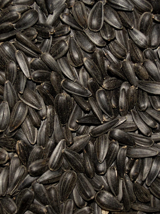 Volkman Seed Company Premium Single Seed Black Oil Sunflower Bird Food 3 lb