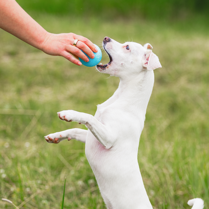 West Paw Boundr Dog Toy