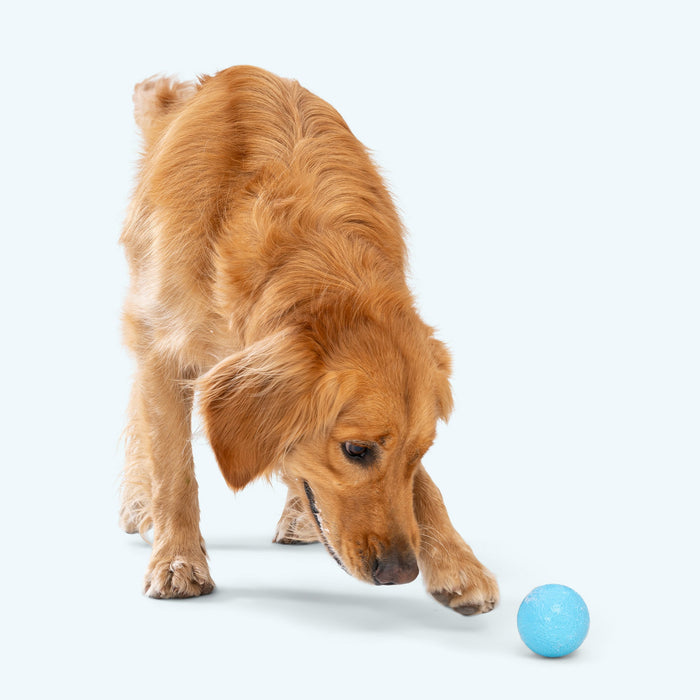 West Paw Boundr Dog Toy
