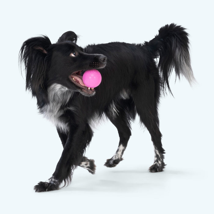 West Paw Boundr Dog Toy