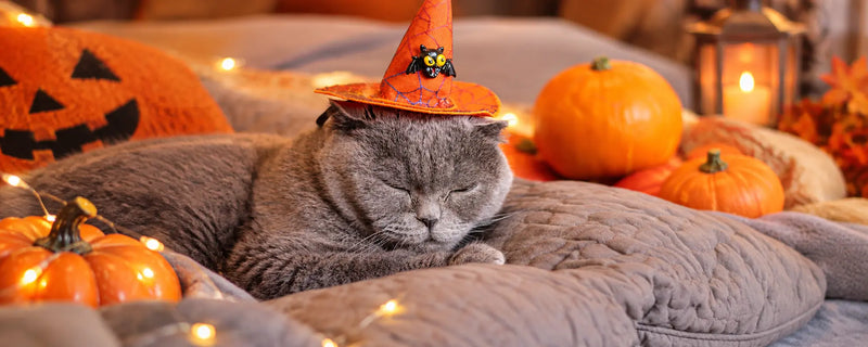 Calming aids for pets