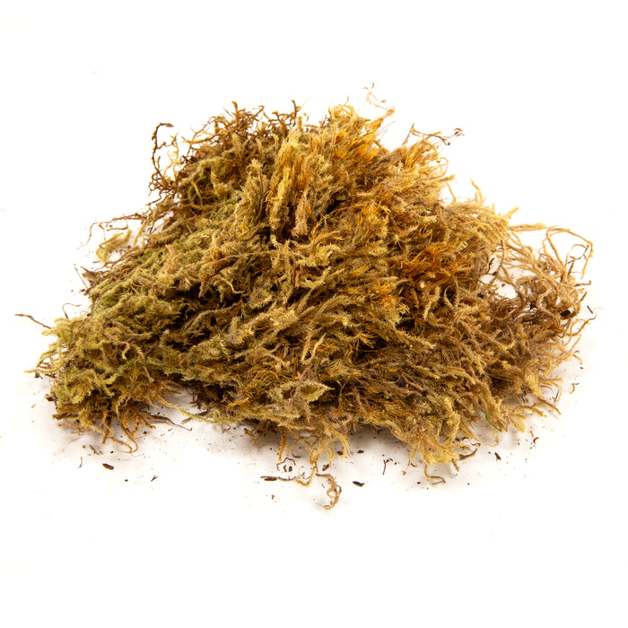 Zoo Med Terrarium Moss Substrate Green 10gal MD