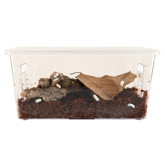 Zoo Med Creatures Roly Poly Isopod Habitat Kit 10.25inX5inX5.75in