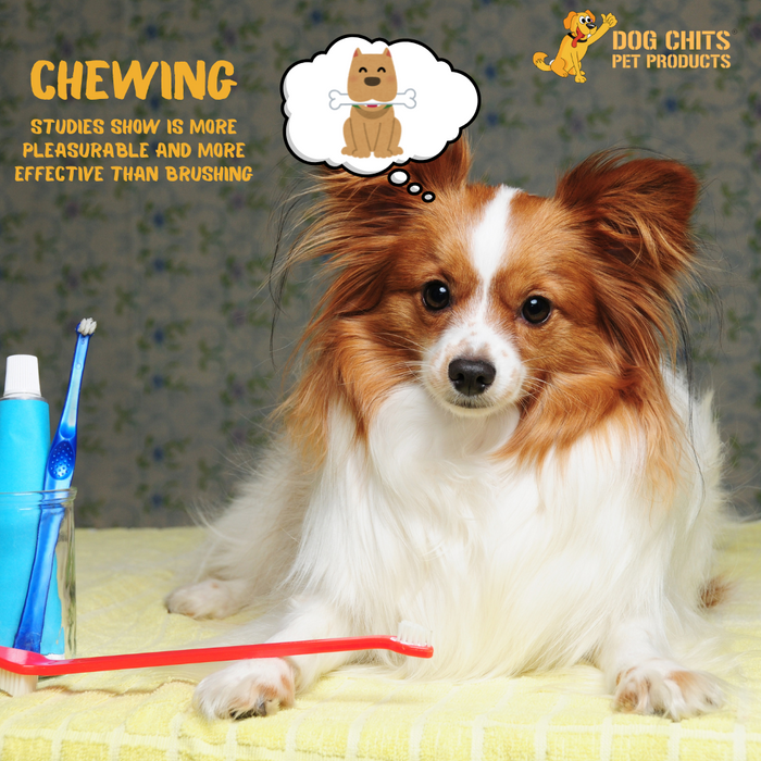 Dog Chits Pet Products Beef Jerky Flats Dog Treats 6 Inch - 10 oz.