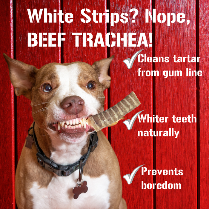 Dog Chits Pet Products Beef Trachea Dog Treats - 12 Inch, 4 Pack