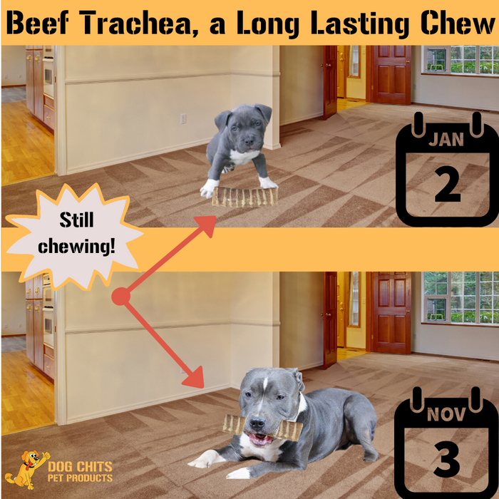 Dog Chits Pet Products Beef Trachea Dog Treats 8 - 6 Inch Pieces