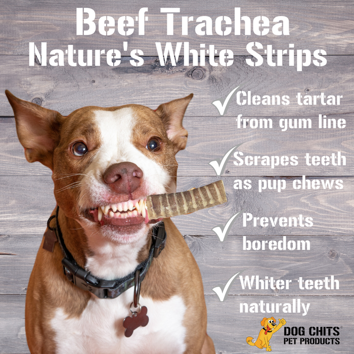 Dog Chits Pet Products Beef Trachea Dog Treats - 12 Inch, 4 Pack