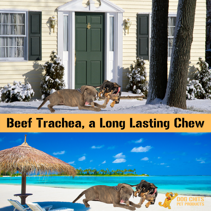 Dog Chits Pet Products Beef Trachea Dog Treats (3"-4" pieces) - 1 lb.