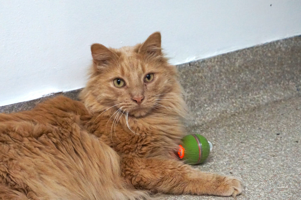 HuggleHounds HuggleKats® PlayKat® Interactive Cat Toy