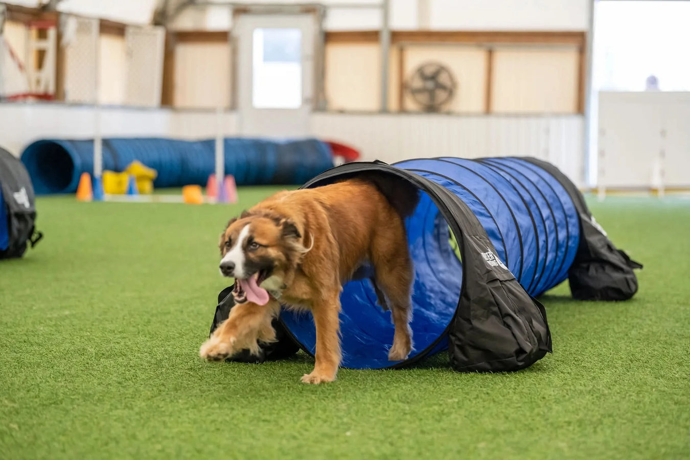 Better Sporting Dogs