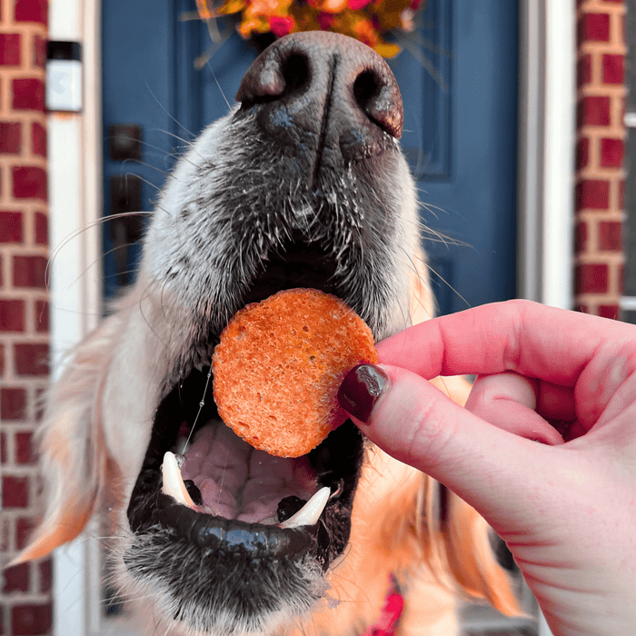 Farm to Pet Turkey Feast Chips