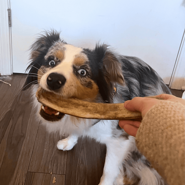 Farm to Pet Reindeer Antler Organic Dog Chews