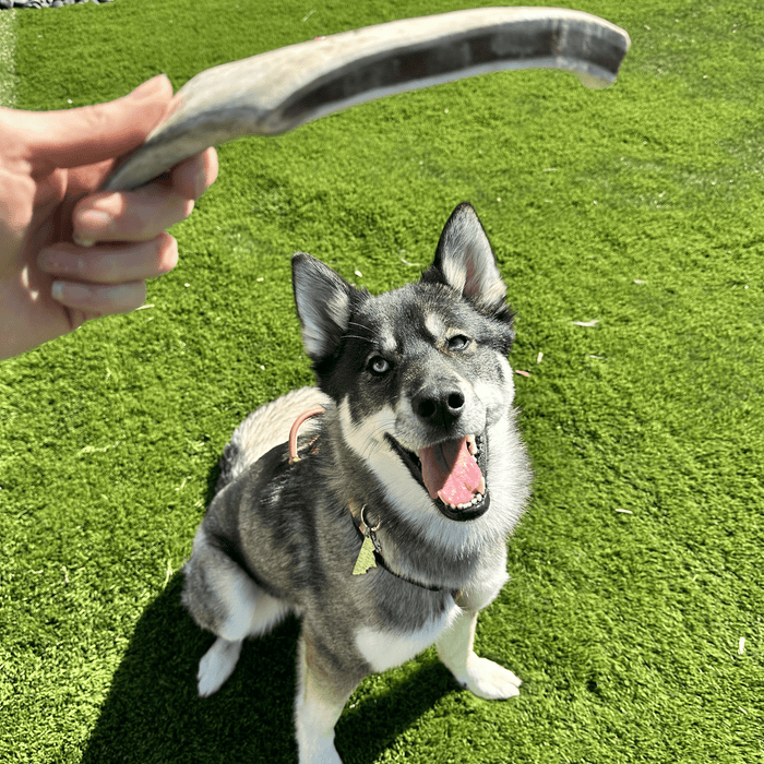 Farm to Pet Reindeer Antler Organic Dog Chews