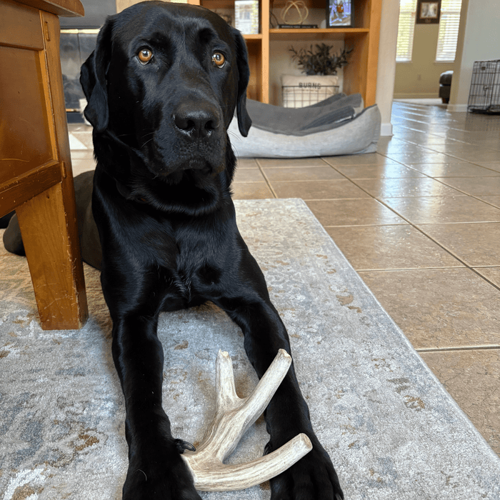 Farm To Pet Deer Antler Organic Dog Chews