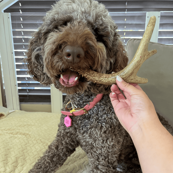 Farm To Pet Deer Antler Organic Dog Chews