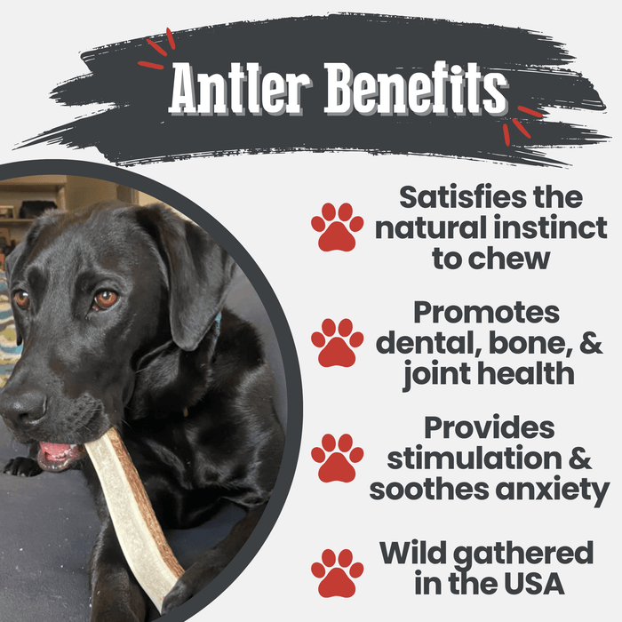 Farm to Pet All-Natural Whole and Split Elk Antler Dog Chews
