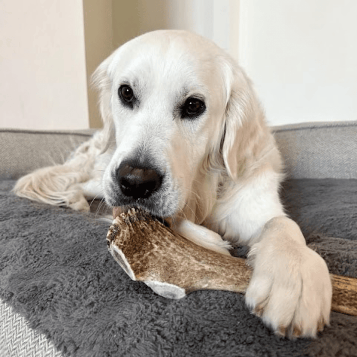 Farm to Pet All-Natural Whole and Split Elk Antler Dog Chews