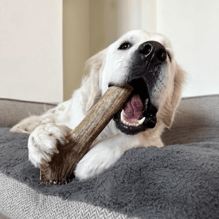 Farm to Pet All-Natural Whole and Split Elk Antler Dog Chews