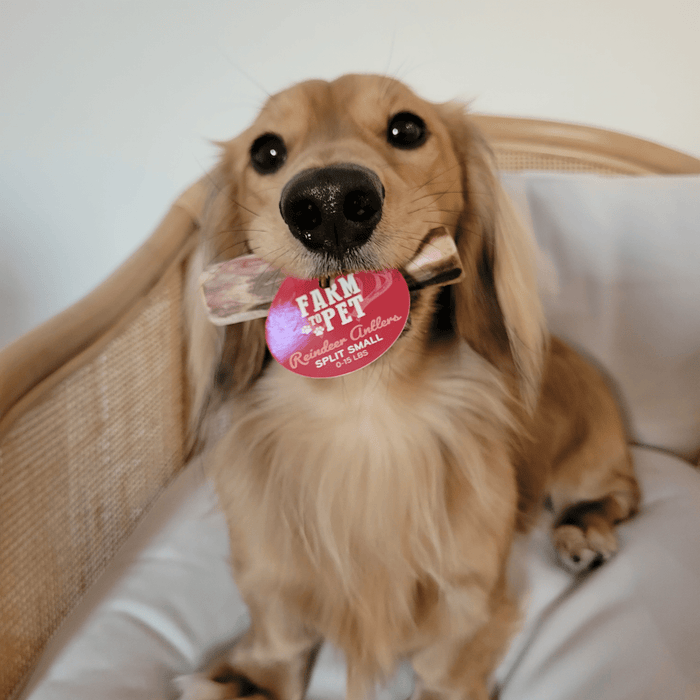 Farm to Pet Reindeer Antler Organic Dog Chews