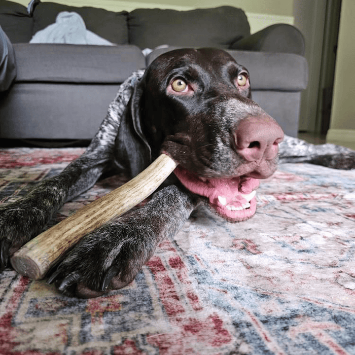 Farm to Pet Reindeer Antler Organic Dog Chews
