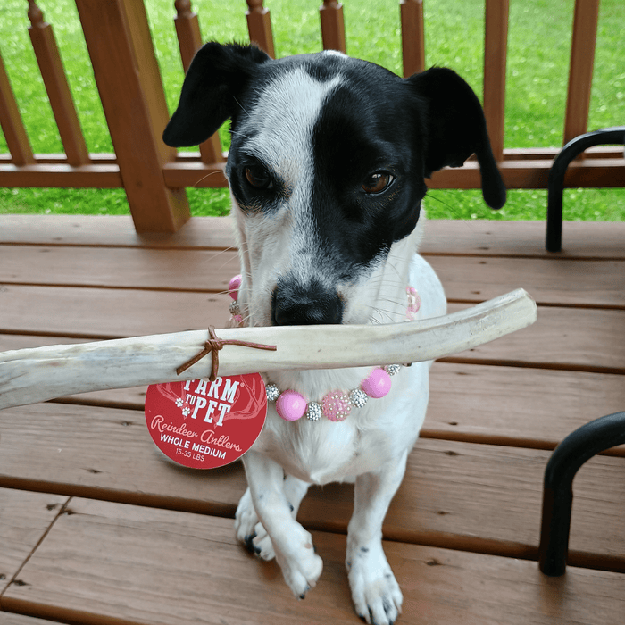 Farm to Pet Reindeer Antler Organic Dog Chews