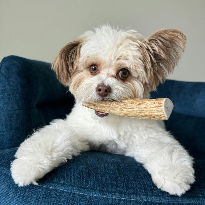 Farm to Pet All-Natural Whole and Split Elk Antler Dog Chews