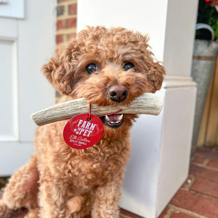 Farm to Pet All-Natural Whole and Split Elk Antler Dog Chews