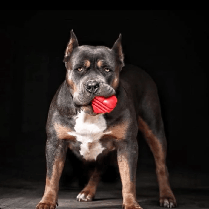Farm To Pet Chew Toys