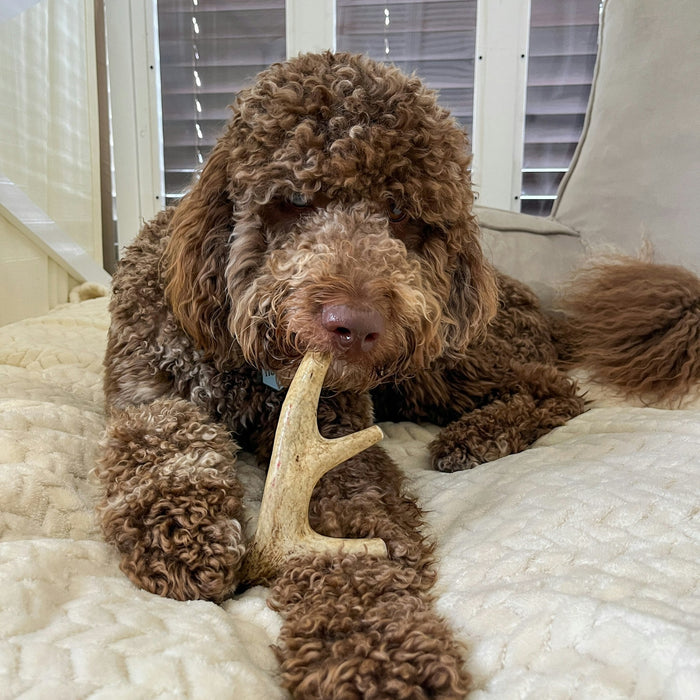 Farm To Pet Deer Antler Organic Dog Chews