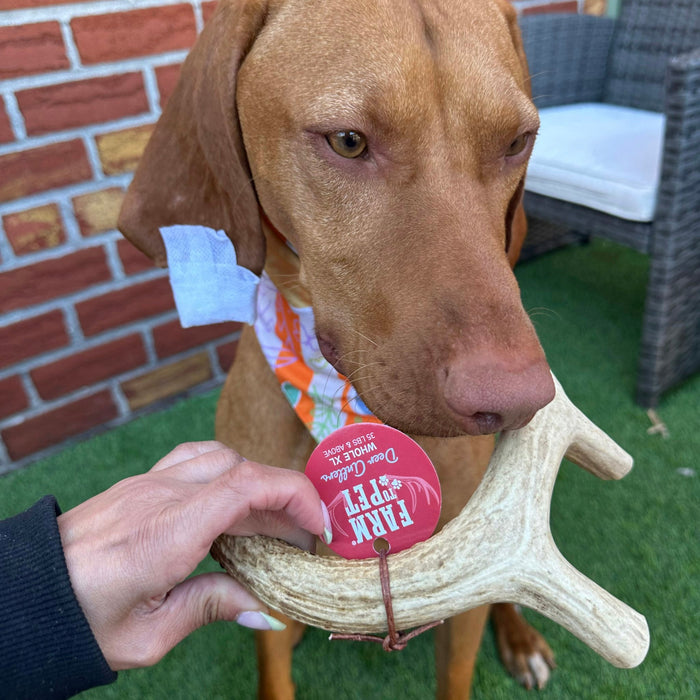 Farm To Pet Deer Antler Organic Dog Chews