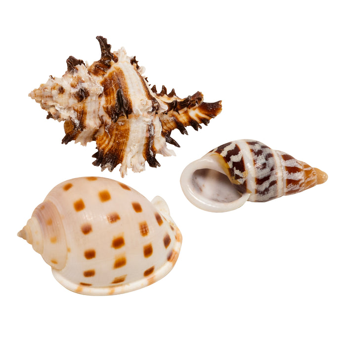 Zoo Med Hermit Crab Growth Shell Assorted SM 3pk