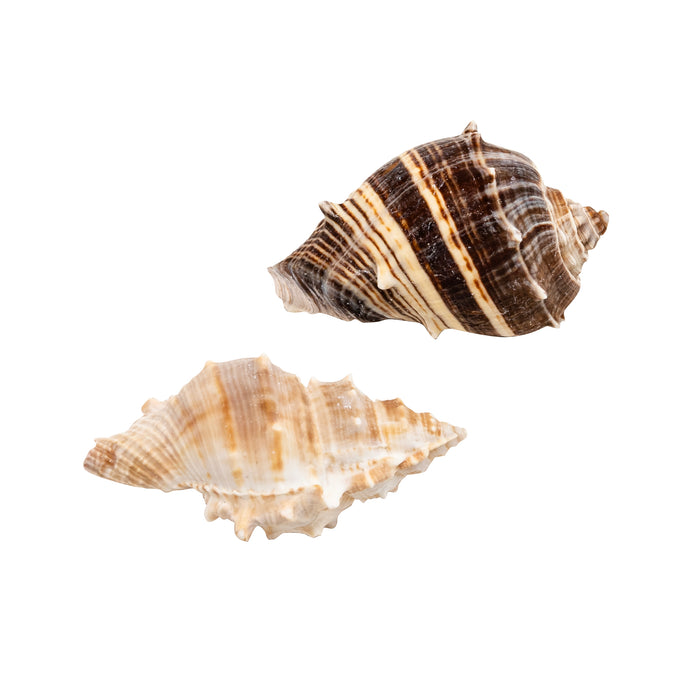 Zoo Med Hermit Crab Growth Shell Assorted MD 2pk