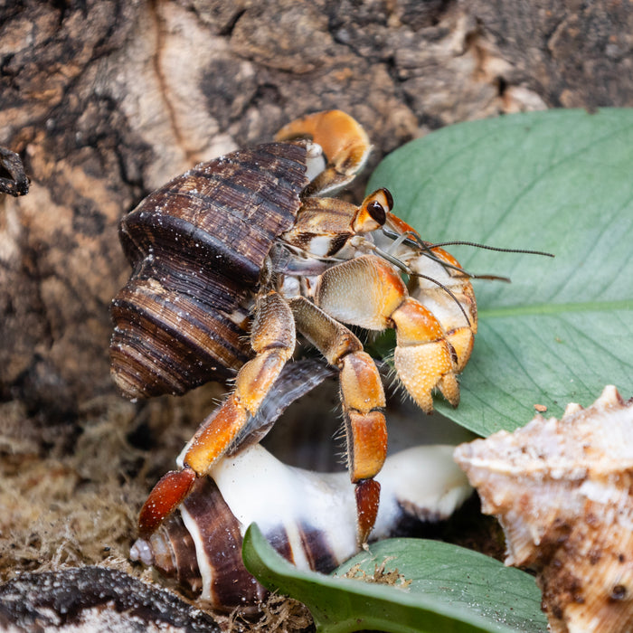 Zoo Med Hermit Crab Growth Shell Assorted MD 2pk