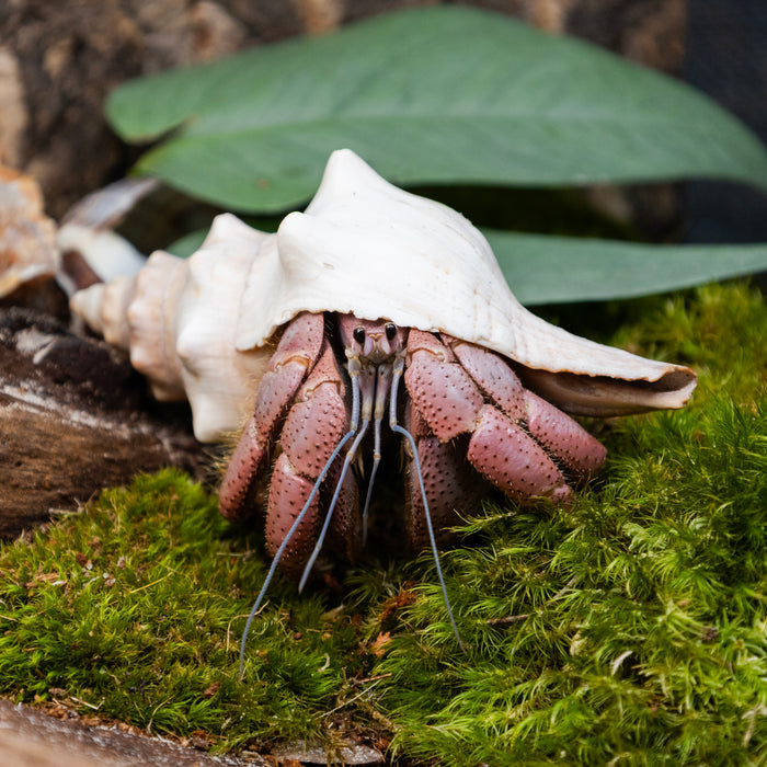 Zoo Med Hermit Crab Decorative Shell Fancy Shell Assorted 1 Pack (Pack of 24)