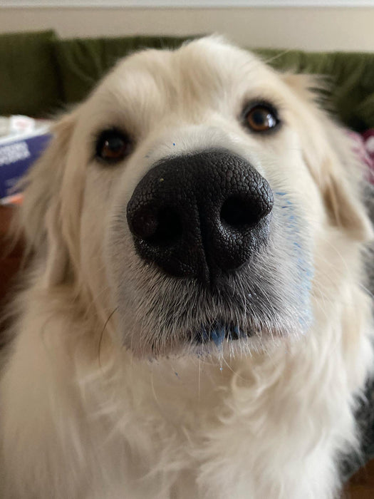 Naked Beasts Blue Spirulina Powder (Organic)