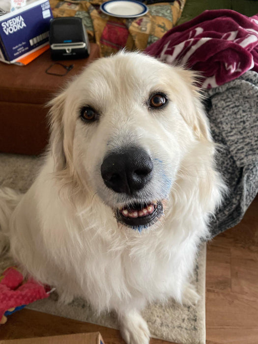 Naked Beasts Blue Spirulina Powder (Organic)