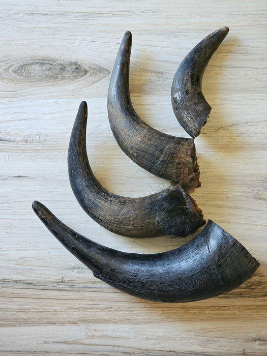 Naked Beasts Bison Horn (Grass Fed & Finished)