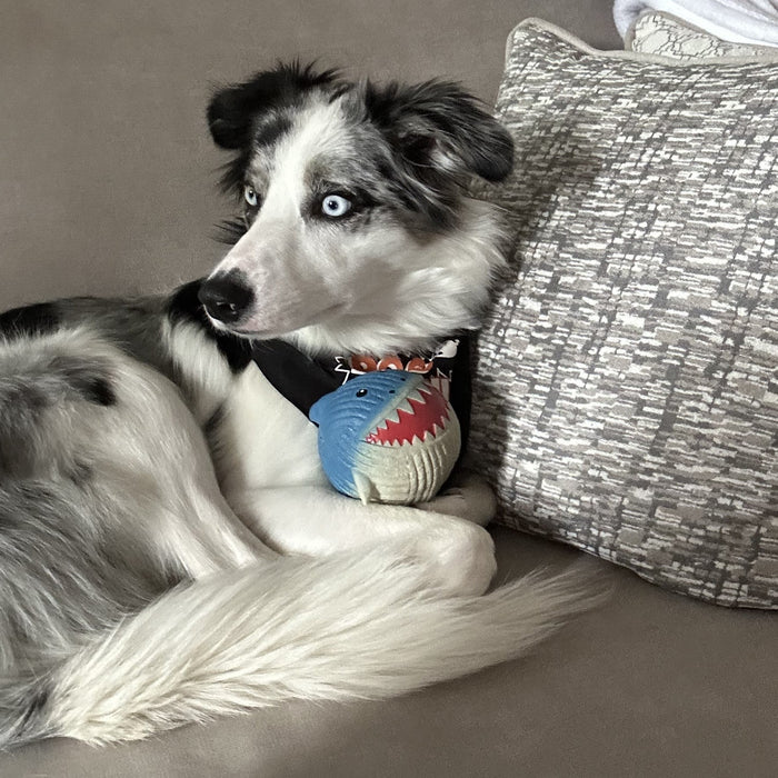 HuggleHounds Finn the Shark Ruff-Tex® Latex Ball Dog Toy, Large
