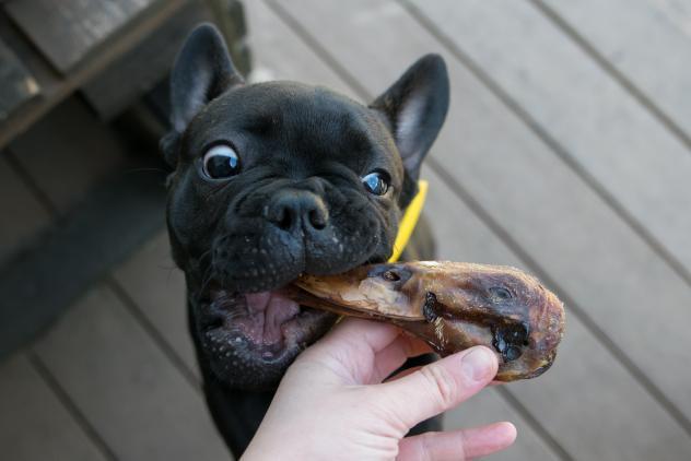 Naked Beasts Duck Heads (ABF)