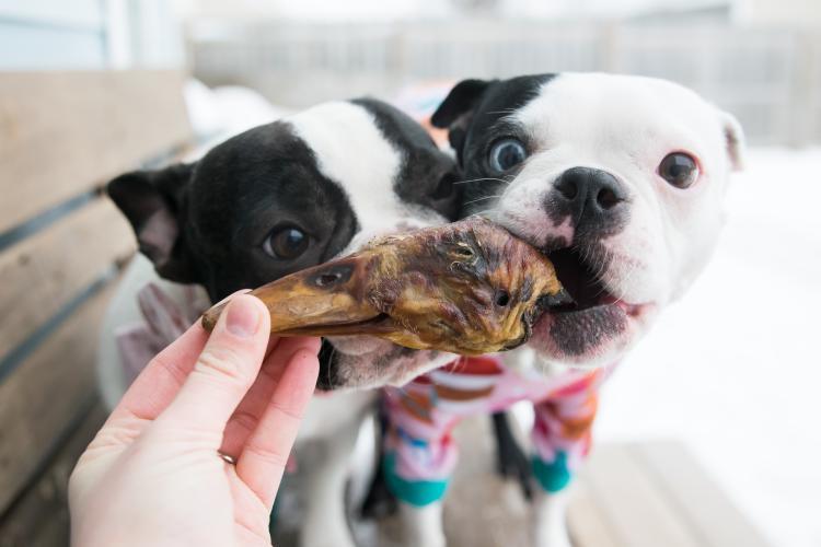 Naked Beasts Duck Heads (ABF)