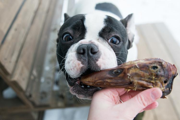 Naked Beasts Duck Heads (ABF)