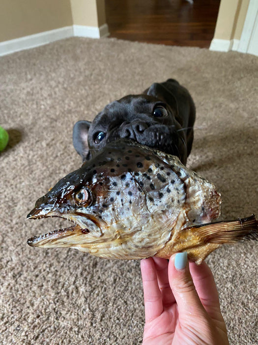 Naked Beasts Salmon Head (2 Halves/Farm Raised)