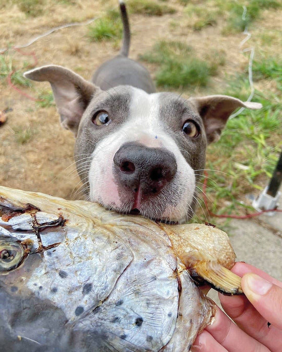 Naked Beasts Salmon Head (2 Halves/Farm Raised)